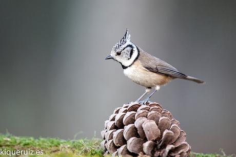 Herrerillo capuchino, el punky