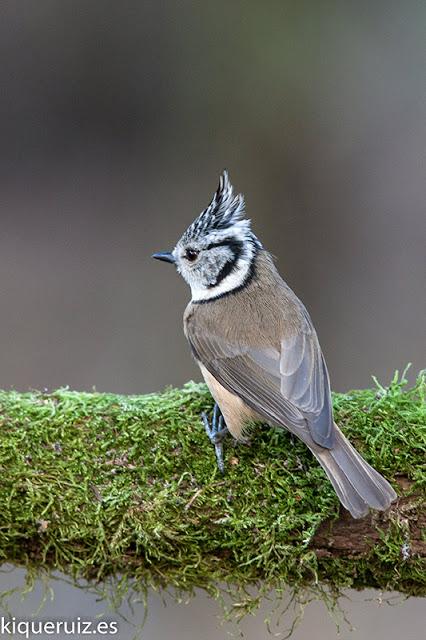 Herrerillo capuchino, el punky