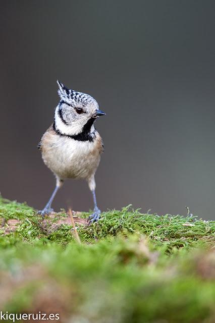 Herrerillo capuchino, el punky