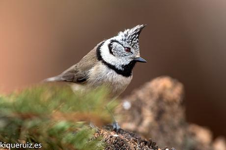 Herrerillo capuchino, el punky