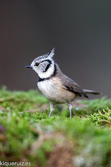Herrerillo capuchino, el punky
