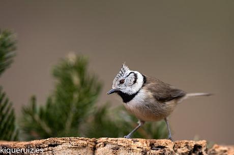 Herrerillo capuchino, el punky