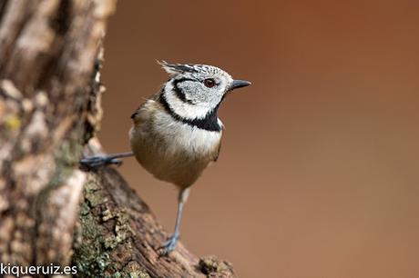 Herrerillo capuchino, el punky