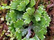 Phylum Bryophyta