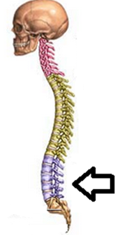 lumbar1326841008503
