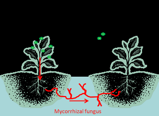 Las plantas ya usaban internet mucho antes que nosotros