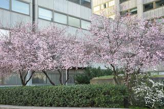 Croissant  con  relleno vegetariano