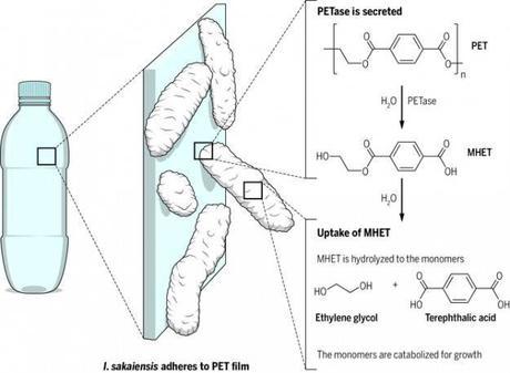 Esta bacteria se almuerza el plástico y lo desintegra