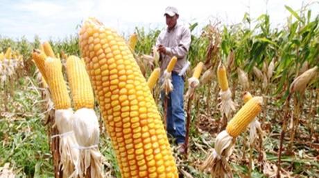 Bacteria que estimula el desarrollo del maíz y el sorgo