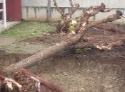 ¿Debemos cuidar árboles?