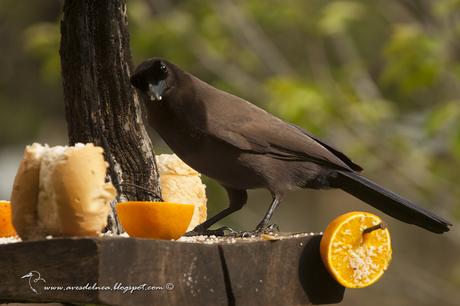 Urraca morada (Purplish jay) Cyanocorax cyanomelas