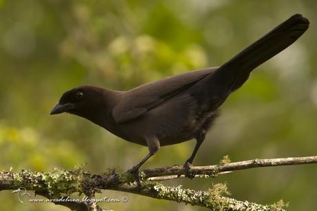 Urraca morada (Purplish jay) Cyanocorax cyanomelas