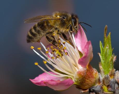 Fotos bellas: Abejas trabajando - Beautiful photos: Bees working.