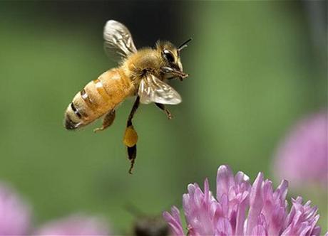 Fotos bellas: Abejas trabajando - Beautiful photos: Bees working.