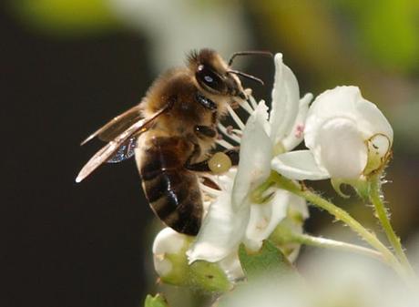 Fotos bellas: Abejas trabajando - Beautiful photos: Bees working.