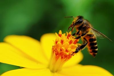 Fotos bellas: Abejas trabajando - Beautiful photos: Bees working.