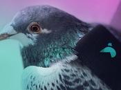 Escuadrón palomas sobrevuela Londres para monitorear contaminación