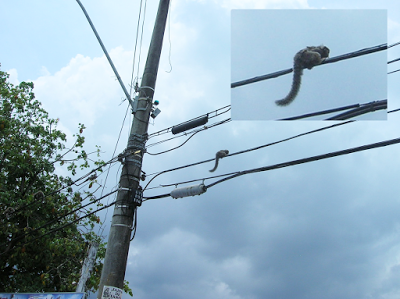 Monos en el tendido eléctrico, Salvador de Bahía, Brasil, La vuelta al mundo de Asun y Ricardo, round the world, mundoporlibre.com