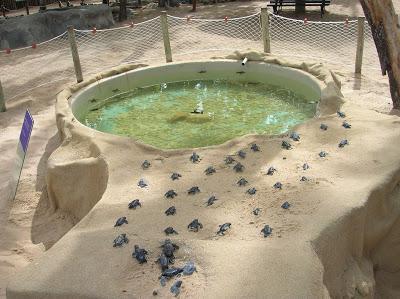 Eclosión tortugas, Proyecto Tamar, Praia do Forte, Brasil, La vuelta al mundo de Asun y Ricardo, round the world, mundoporlibre.com