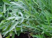 lluvia, huerto albahaca.