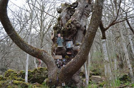 Cuaderno de Viaje. Santo Estevo. Monasterios.