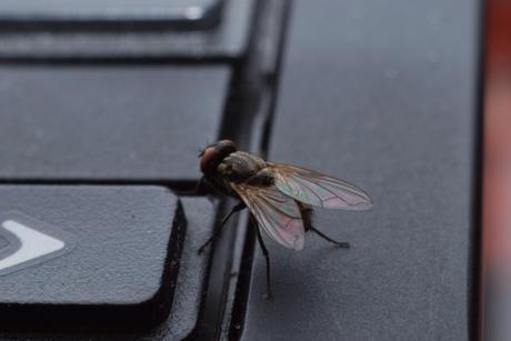 Las bacterias ‘ven’ como nosotros