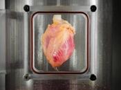 Fabrican corazón humano funcional base células piel