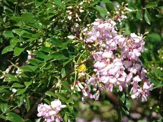 JEHESMIPA shampoo , acelera el crecimiento del cabello !!