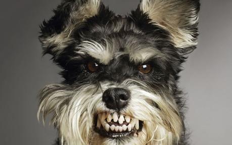 Por qué muerden los perros