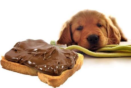 por que los perros no pueden comer chocolate