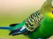 Pero, ¿Qué significa soñar periquitos?