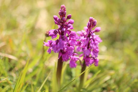 orchis mascula