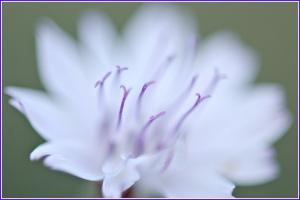 Marshal Hedin @ Flickr.com (CC-BY-SA)