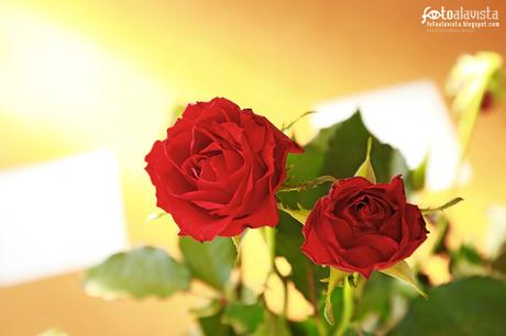 Dos rosas luminosas. Fotografía creativa - Fotografía artística
