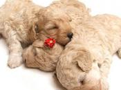 problemas pura raza: ¿Ser pedigree bomba para salud hace tictac?