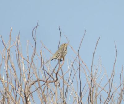 Llegan los trigueros