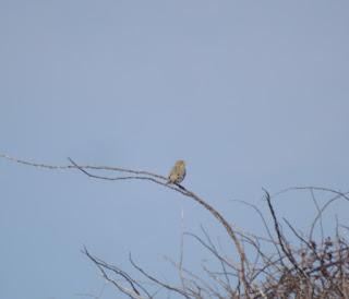 Llegan los trigueros