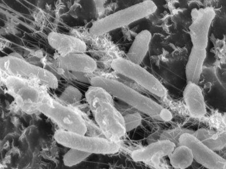 Bacterias come plástico