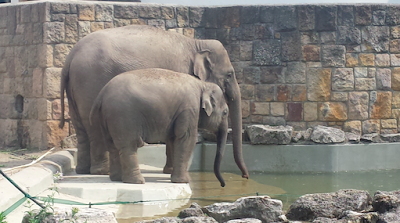 El zoo de Budapest El zoo de Budapest