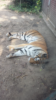 El zoo de Budapest