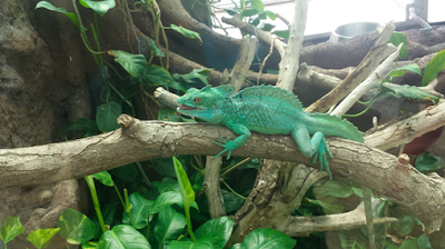 El zoo de Budapest El zoo de Budapest