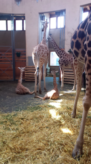 El zoo de Budapest