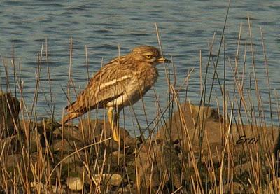 UN PAR DE ESPECIES CURIOSAS