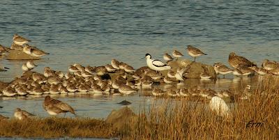 UN PAR DE ESPECIES CURIOSAS