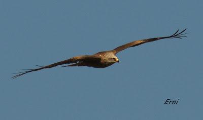 UN PAR DE ESPECIES CURIOSAS