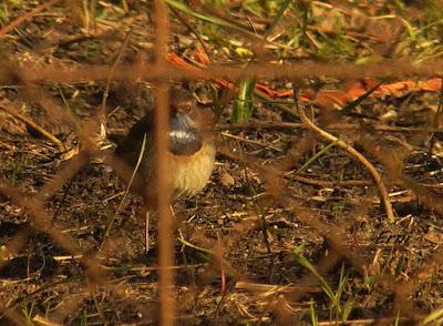 UN PAR DE ESPECIES CURIOSAS