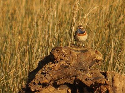 UN PAR DE ESPECIES CURIOSAS