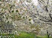 Primavera Cerezo Flor 2016. Valle Jerte