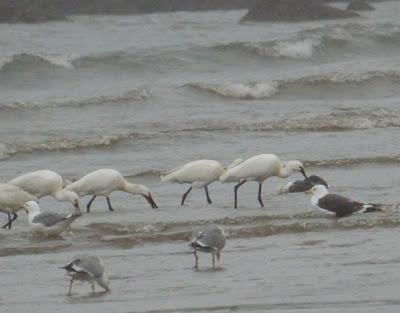 Espátulas bajo el diluvio