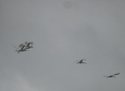 Espátulas bajo el diluvio